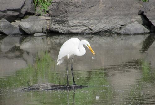 Ardea alba