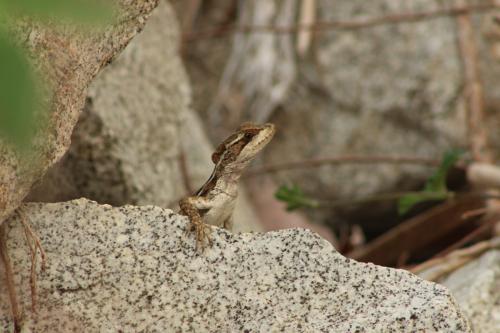 Basiliscus vittatus