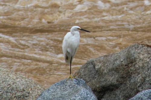 Egretta thula