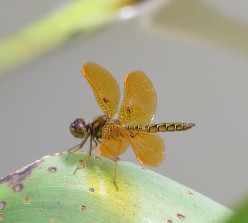 Perithemis tenera