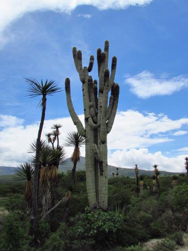 Cephalocereus macrocephalus