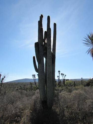 Cephalocereus macrocephalus