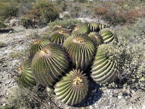 Echinocactus platyacanthus