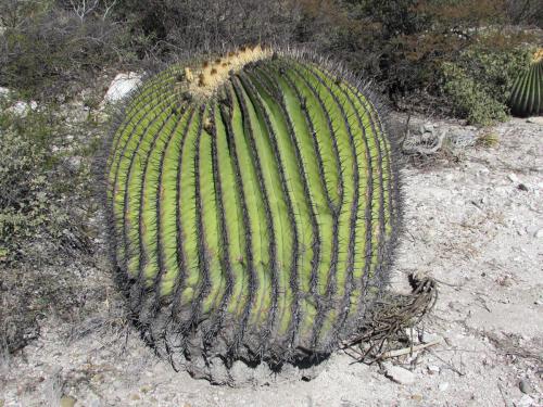 Echinocactus platyacanthus