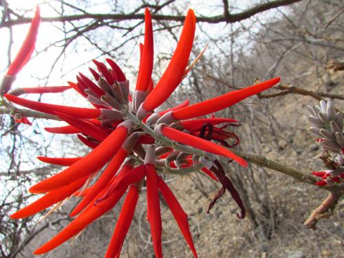 Erythrina americana