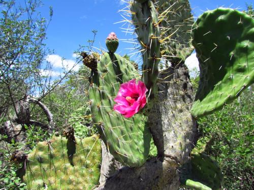 Opuntia pilifera