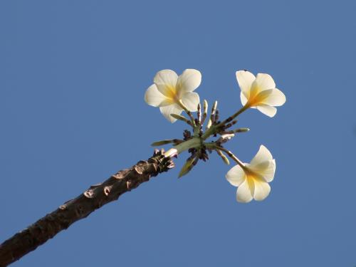 Plumeria rubra