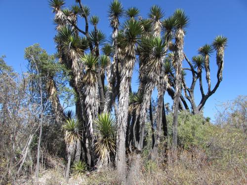 Yucca periculosa