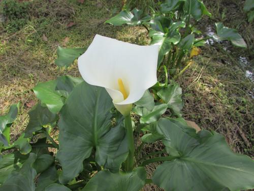 Zantedeschia aethiopica