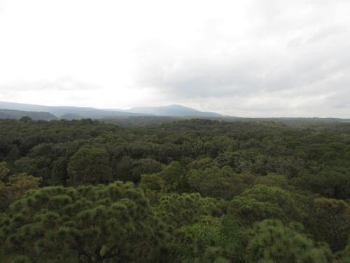 Bosque La Primavera 
